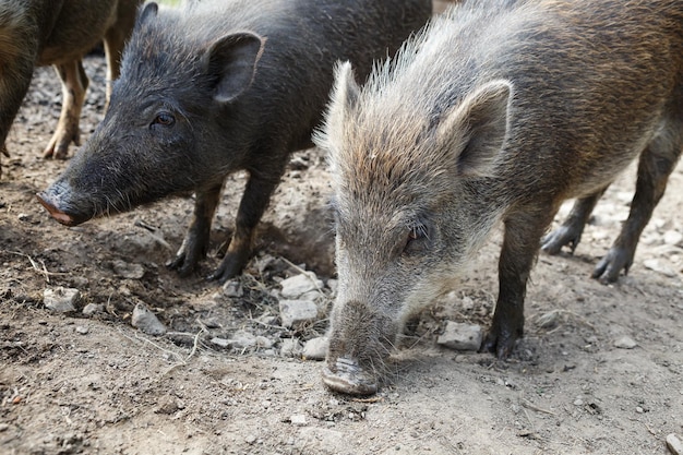 Wild boar herd