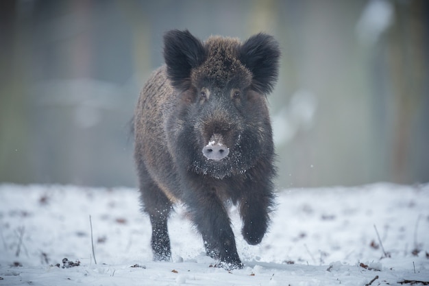 wild boar in the nature habitat dangerous animal in the forest czech republic nature sus scrofa