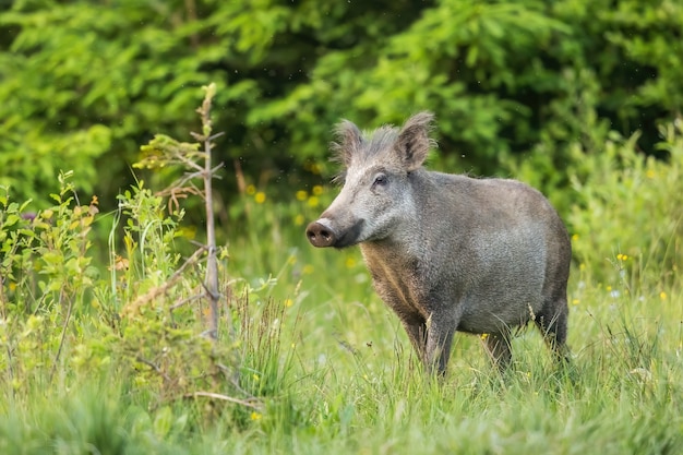 Wild boar sniffing with its snout on a green meadow with green grass