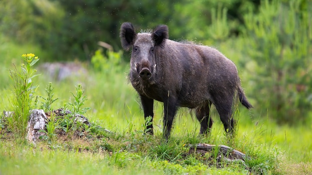 Wild boar standing on grassland in summertime nature