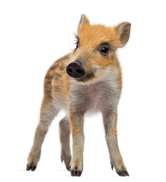 Wild boar, Sus scrofa, also known as wild pig, 2 months old, standing and looking away, isolated on white