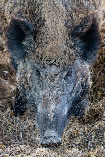 Wild boar Sus scrofa resting on a straw