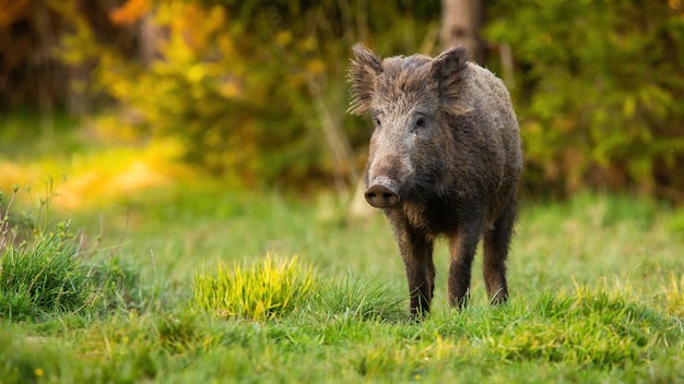 Wild boar walking on grassland in summertime nature