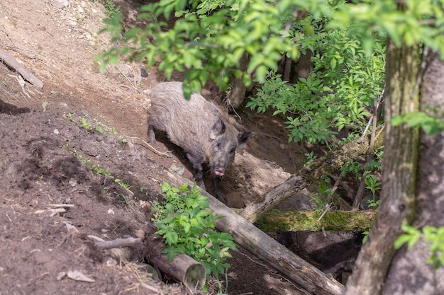 Wild boar walking on the ground in nature closeup