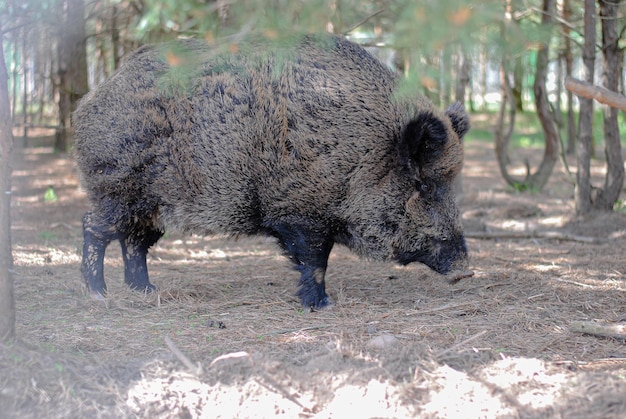 Wild boar walks in the reserved forest and looks into the eyes