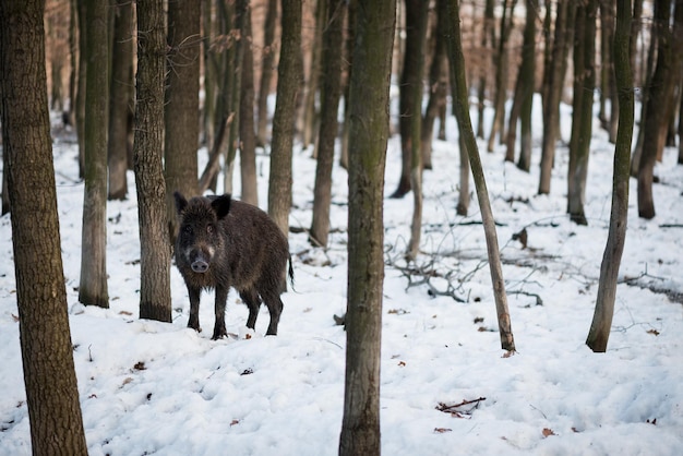 Wild boar with a stern gaze. Forest beast