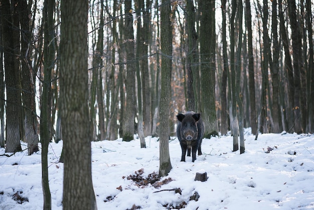 Wild boar with a stern gaze. Forest beast