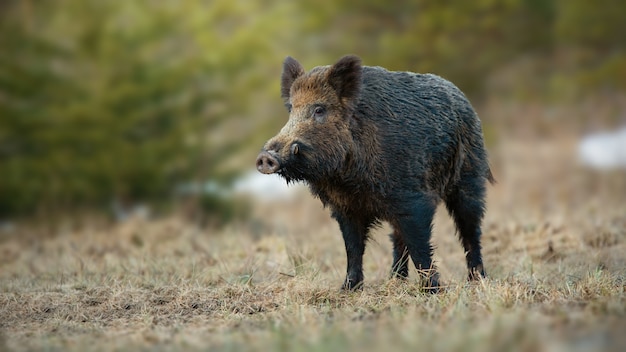 Wild boar with white tusks sticking out of snout on spring meadow