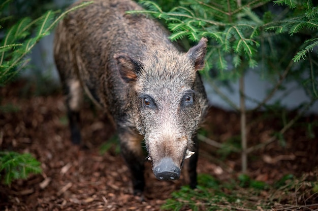 A wild boar in the woods