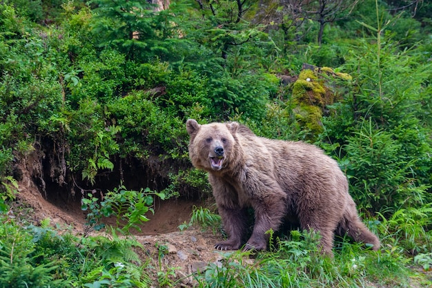 Wild Brown Bear Ursus Arctos in the summer forest