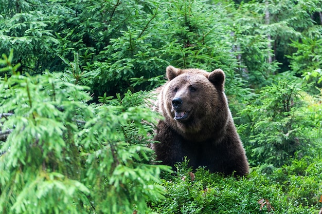 Wild Brown Bear Ursus Arctos in the summer forest