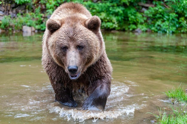 Wild Brown Bear Ursus Arctos in the summer forest