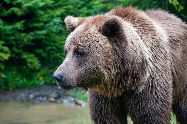 Wild Brown Bear Ursus Arctos in the summer forest