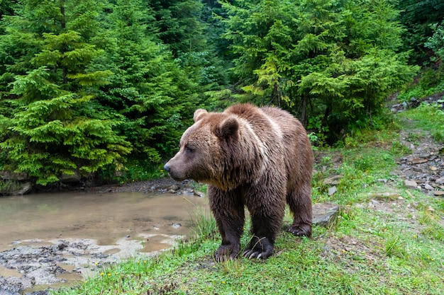 Wild Brown Bear Ursus Arctos in the summer forest