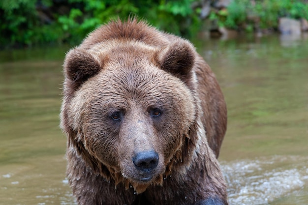 Wild Brown Bear Ursus Arctos in the summer forest