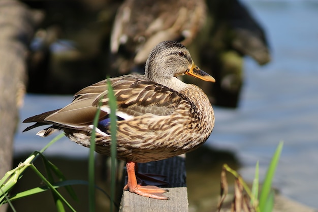 Wild brown duck in summer. Female wild duck.