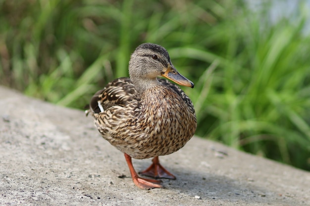 Wild brown duck in summer. Female wild duck.