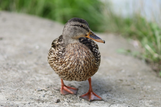 Wild brown duck in summer. Female wild duck.