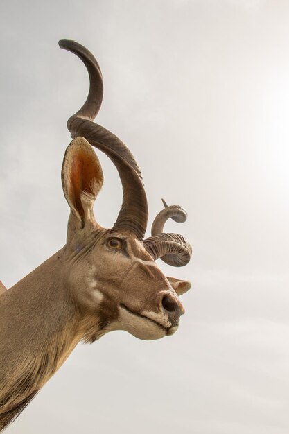 Wild brown mountain goat with huge horns