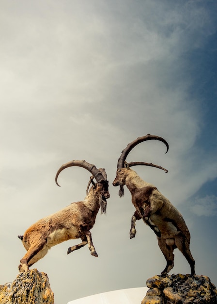 Wild brown mountain goat with huge horns