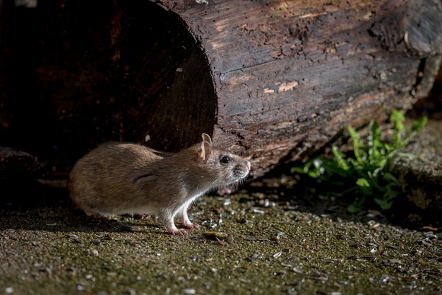 Wild brown norway rat, rattus norvegicus, sitting outdoors