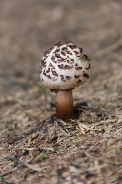 Wild brown and white mushroom