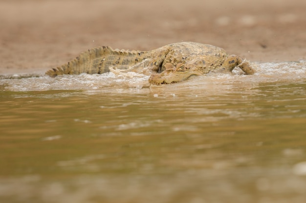 Wild caiman in the nature habitat wild brasil brasilian wildlife pantanal