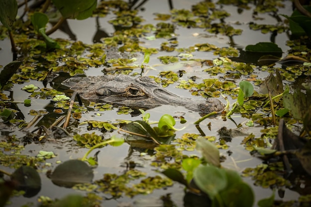 Wild caiman with fish in mouth in the nature habitat Wild brasil brasilian wildlife pantanal green jungle south american nature and wild dangereous