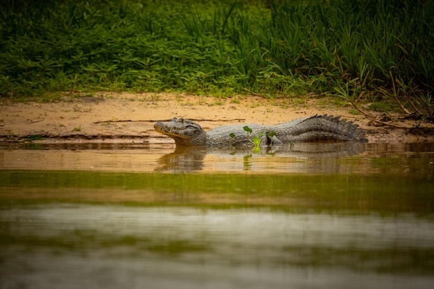 Wild caiman with fish in mouth in the nature habitat Wild brasil brasilian wildlife pantanal green jungle south american nature and wild dangereous