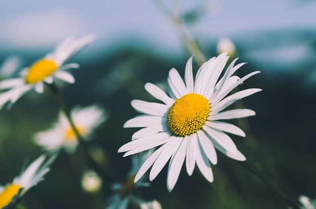 Wild camomile daisy flowers growing on green meadow and copy space, natural background