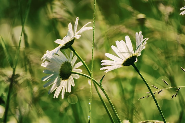 Wild camomile daisy flowers growing on green meadow and copy space natural background