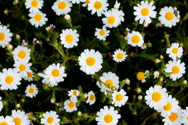 Wild camomile flowers growing on the meadow  