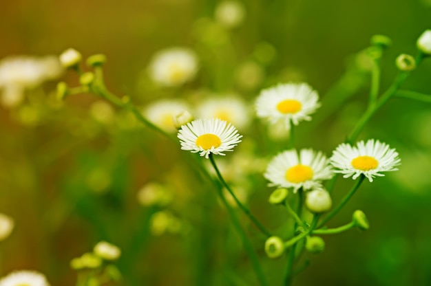 Wild camomile flowers