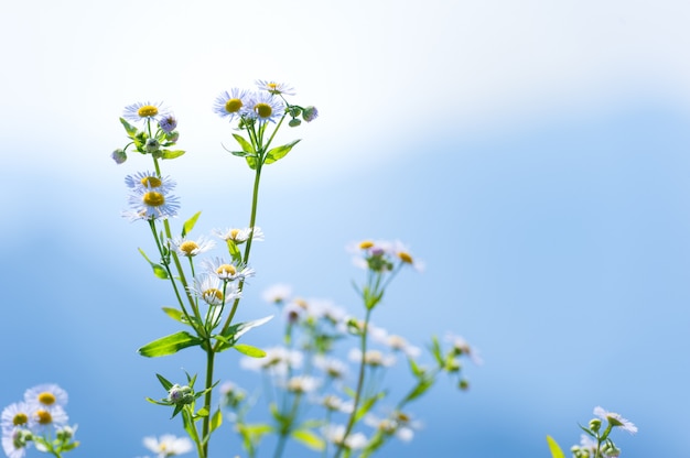 Wild camomile