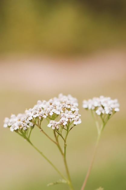 Wild carrot flower closeup an umbelliferous plant nature background