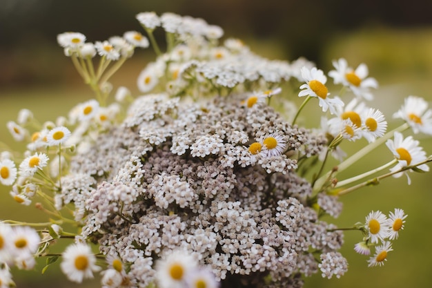 Wild carrot flower closeup an umbelliferous plant nature background