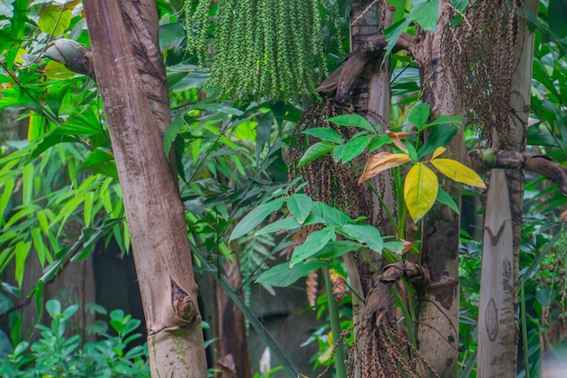 Wild caryota mitis tree growing in wild plantation