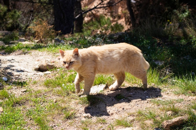 Wild cat walking on nature