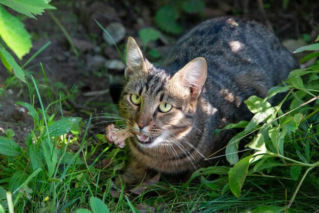 Wild cat with prey Street cat in the grass with a bone