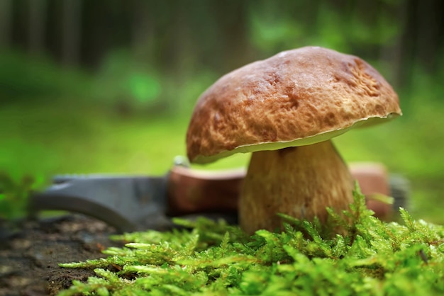 Wild Cep mushroom growing on lush green moss in a forest low angle view