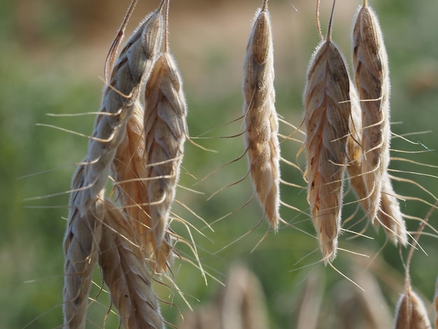 wild cereals in a summer meadow