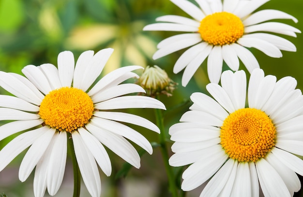 Wild chamomile, White flowers