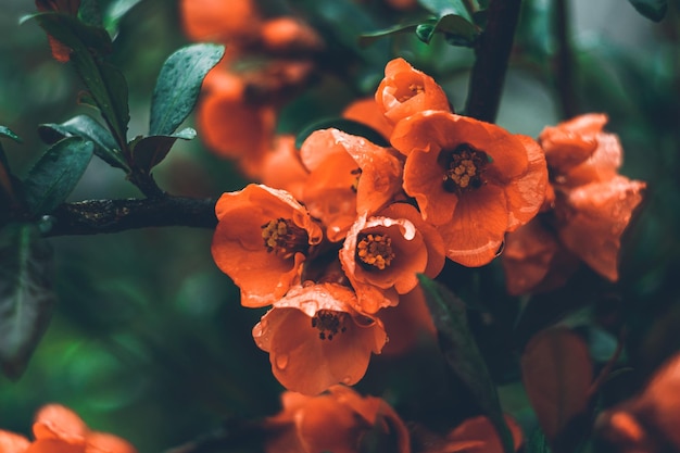 Wild cherry blossoms red flowers Fruit tree branch closeup Blooming sakura Dark floral background beautiful spring wallpaper Orchard garden in may