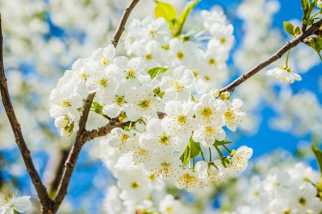 Wild cherry flowers blooming in spring Wild cherry blossoms with white flowers against a blue sky