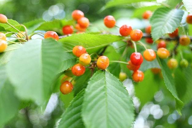 Wild cherry grow on a tree