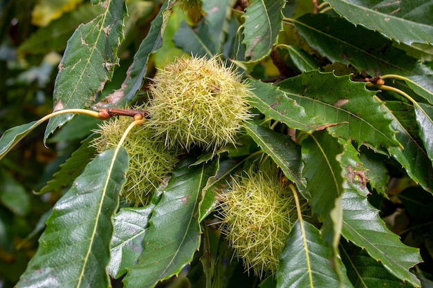 Wild chestnut trees in the etna volcano park