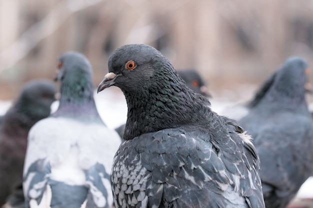 Wild city pigeons bird portrait in winter time close-up