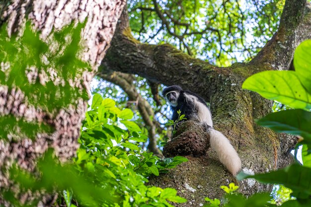 Wild colobus guereza monkey sitting on the branch in tropical forest near city Arusha, Tanzania, East Africa