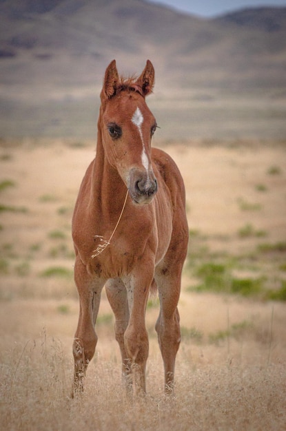 Photo wild colt onquai herd