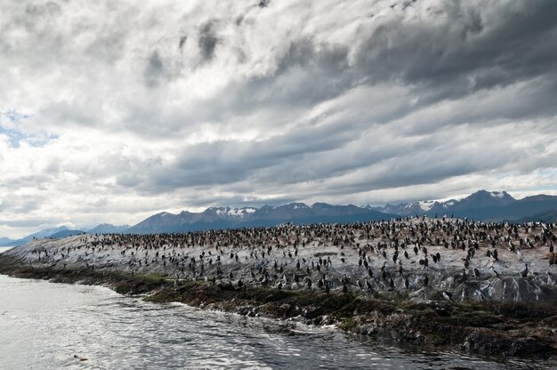 wild Cormorants in the storm argentina